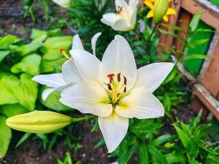 Close-Up of White Lily Flower in Garden. Macro shot of blooming white lily with yellow-green center and red stamens surrounded by lush green leaves. Summer garden beauty.