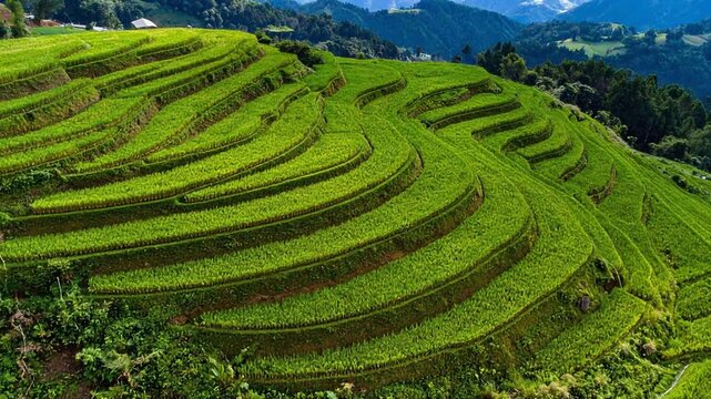 山の斜面に重なる段々畑を空撮で見渡した静かな田園風景