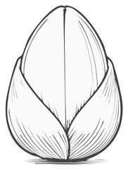 Elegant botanical line drawing of an unopened flower bud