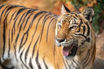 A close-up portrait of a Bengal tiger