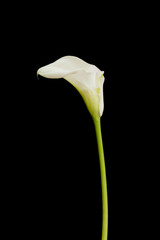 White Calla Lily Flower Isolated on Black Background