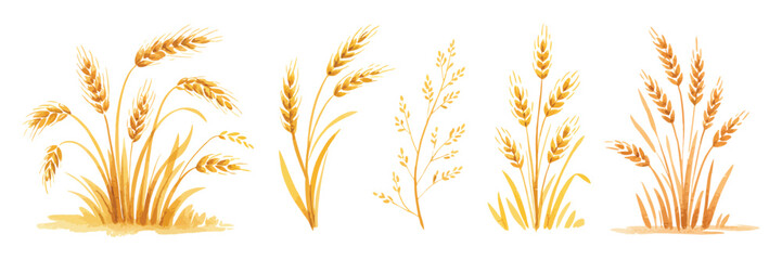 Set of Hand Drawn Yellow Wheat Objects in Natural Botanical Style, Detailed Grain and Ear Elements Illustrated for Rustic Farm Harvest Themes in Clean Vector Artwork