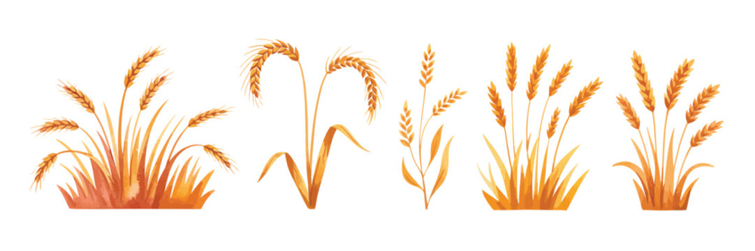 Set of Hand Drawn Yellow Wheat Objects in Natural Botanical Style, Detailed Grain and Ear Elements Illustrated for Rustic Farm Harvest Themes in Clean Vector Artwork