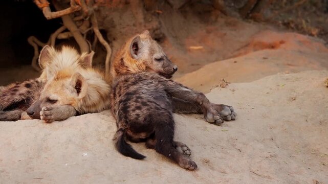 Hyena puppies resting on sand