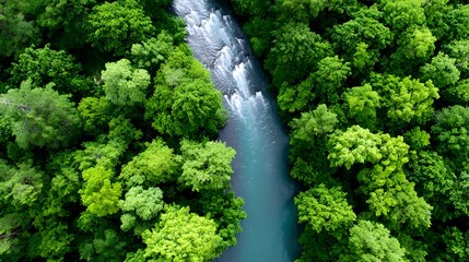 An overhead perspective captures a serene winding river flowing through a dense verdant forest highlighting the pristine natural landscape and rich biodiversity of the ecosystem