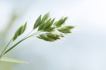Fototapeta premium Green plant with a leafy stem