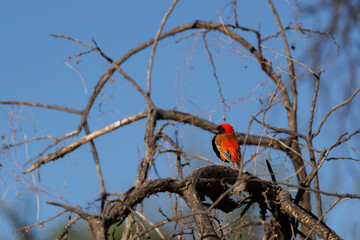 Euplecte ignicolore perché dans un arbre