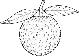 Silhouette of a Lychee in Natural Pose on White Background