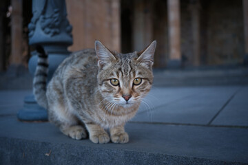 Fototapeta premium armenian street cat