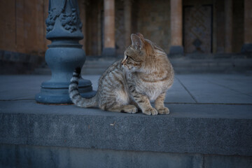 Obraz premium armenian street cat