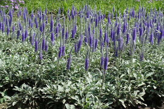 Plentiful purple flowers of Veronica spicata incana in mid June
