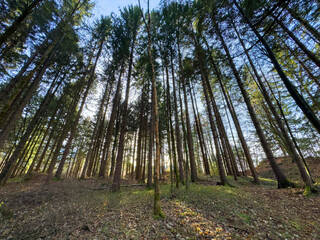 Tall evergreen trees reaching towards the sky in a serene forest, with sunlight filtering through the branches, creating a tranquil and peaceful atmosphere in nature