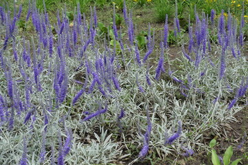 Veronica spicata incana with purple flowers in mid June