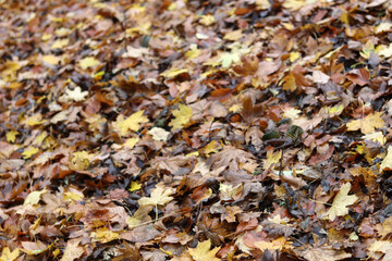 Autumn leaves on the ground in the forest. Selective focus.