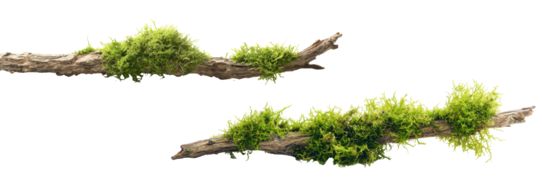 Mossy Branches in Natural Scene: Two weathered branches, adorned with vibrant green moss, create a striking juxtaposition of textures and hues, inviting a deeper appreciation for nature's artistry.