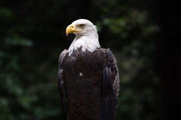 Bald eagle perched in sunlight
