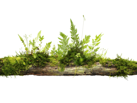 Moss and Ferns on Log: A lush collection of vibrant green moss and delicate ferns thrives upon a weathered log, showcasing the beauty of nature's resilience and symbiotic relationships. 