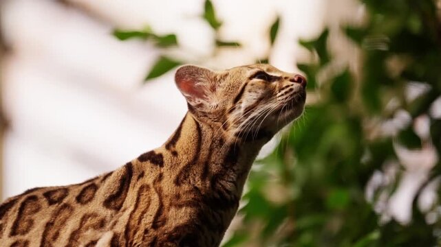 Leopardus looking around, slow motion shot