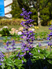 Fototapeta premium purple flowers in a garden