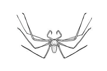 Vector illustration creepy daddy long legs spider, hand drawn engraving style. Insect and arachnid black white drawing for Halloween. Whip spider outline for educational material, encyclopedia.