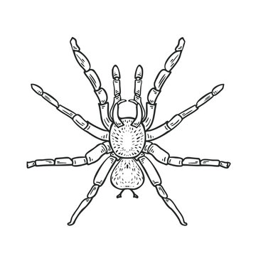 Hand drawn sketch cartoon spider graphic for Halloween or horror style. Scary insect isolated vector illustration for kids coloring book. Tarantula outline drawing. Pet of terrarium black white art.