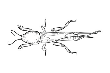 Black and white mole cricket insect vector art. Hand drawn detailed illustration of underground beetle for biology lesson, nature concept. Outline drawing beetle Gryllotalpa for entomology science.