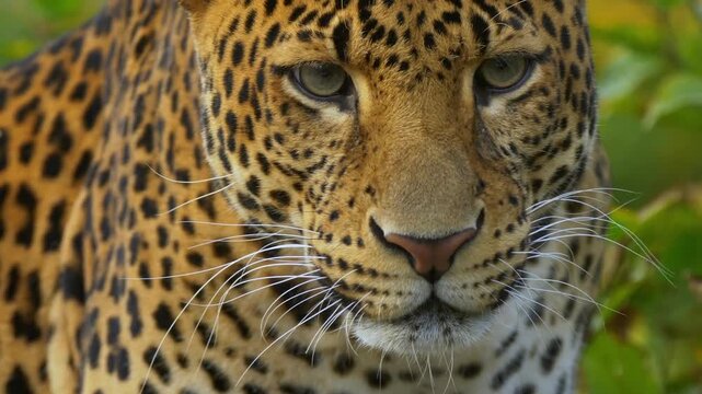 Leopard in its natural habitat, leopard head close-up