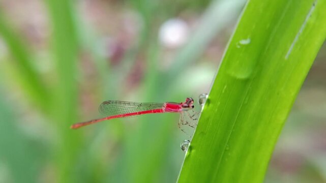 A slender and cute red damselfly on a bush