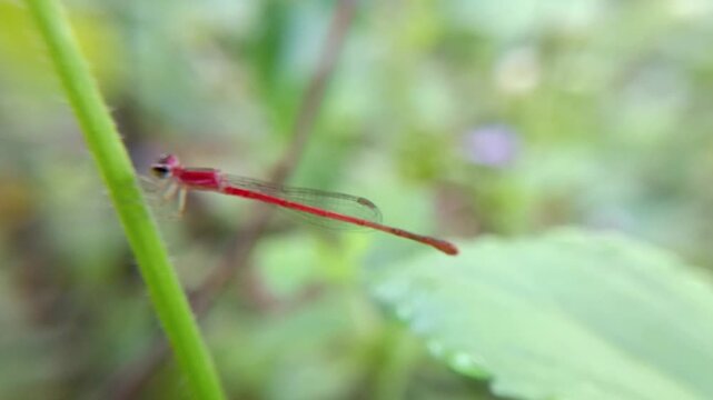 A slender and cute red damselfly on a bush
