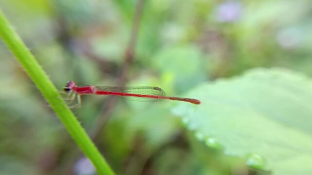 A slender and cute red damselfly on a bush
