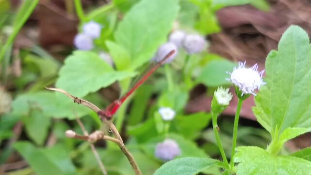 A slender and cute red damselfly on a bush