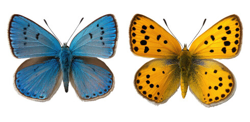 Stunning blue and vibrant orange butterfly duo, perfect for nature or design projects isolated on a transparent background
