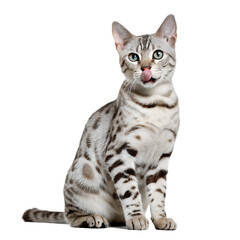 Naklejka premium Front view of a snow lynx Bengal cat licking its lips, isolated on white