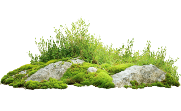Nature's Canvas: A close-up view unveils a harmonious blend of nature's elements: moss-covered rocks and lush greenery intertwining, creating a vibrant scene of natural beauty.