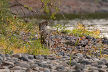 Female Bobcat with her kitten walk along the bank of the Delaware River