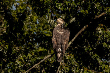 Subadult Bald Eagle perched on a branch along the Delaware River