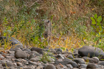 Female Bobcat walks along the bank of the Delaware River