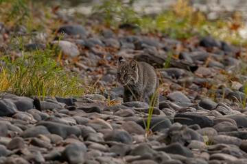 Bobcat kitten walks along the bank of the Delaware River