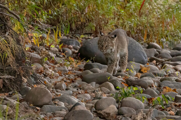 Bobcat kitten walks along the bank of the Delaware River