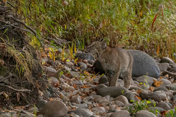Bobcat kitten walks along the bank of the Delaware River
