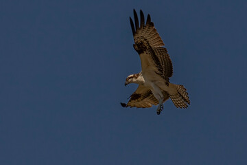 Juvenile Osprey flies over the Delaware River
