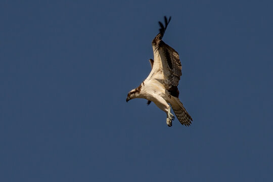 Juvenile Osprey flies over the Delaware River