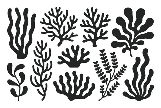Stylized black silhouettes of diverse marine seaweed and coral shapes are featured on a clean white background