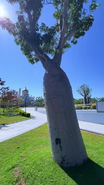 Brunei Darussalam - June 25, 2025: Sultan Omar Ali Saifuddin Mosque in Bandar Seri Begawan. Mosque with baobab trees in the foreground. Mosque facade and dome in sunlight. 4К