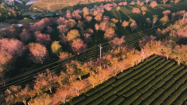 4K Aerial View Of Sunrise Himalayan Cherry Blossoms, Tea Hills in Da Lat, Vietnam
Blooming pink cherry trees scattered among lush green tea rows during a golden sunrise at Cau Dat Tea Hill
