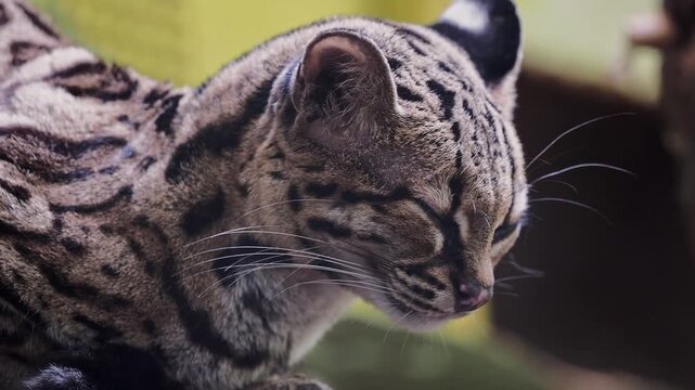 Medium shot of margay sitting calmly