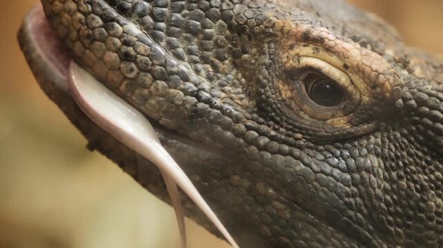 Close-up shot of monitor lizard head