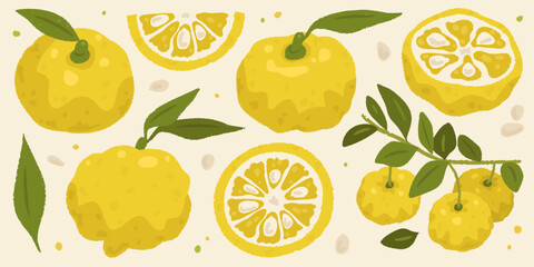 Set of yuzu fruit cartoon vector illustration isolated on white background