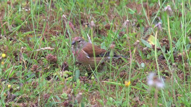 Linnet (Linaria cannabina) male, finding seeds to eat on a garden lawn. September, Kent, UK. (Half speed)