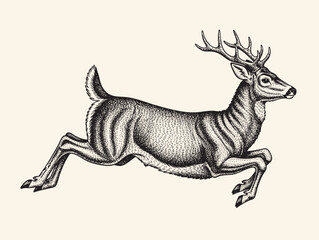 Vintage engraving illustration of a running deer in ink style